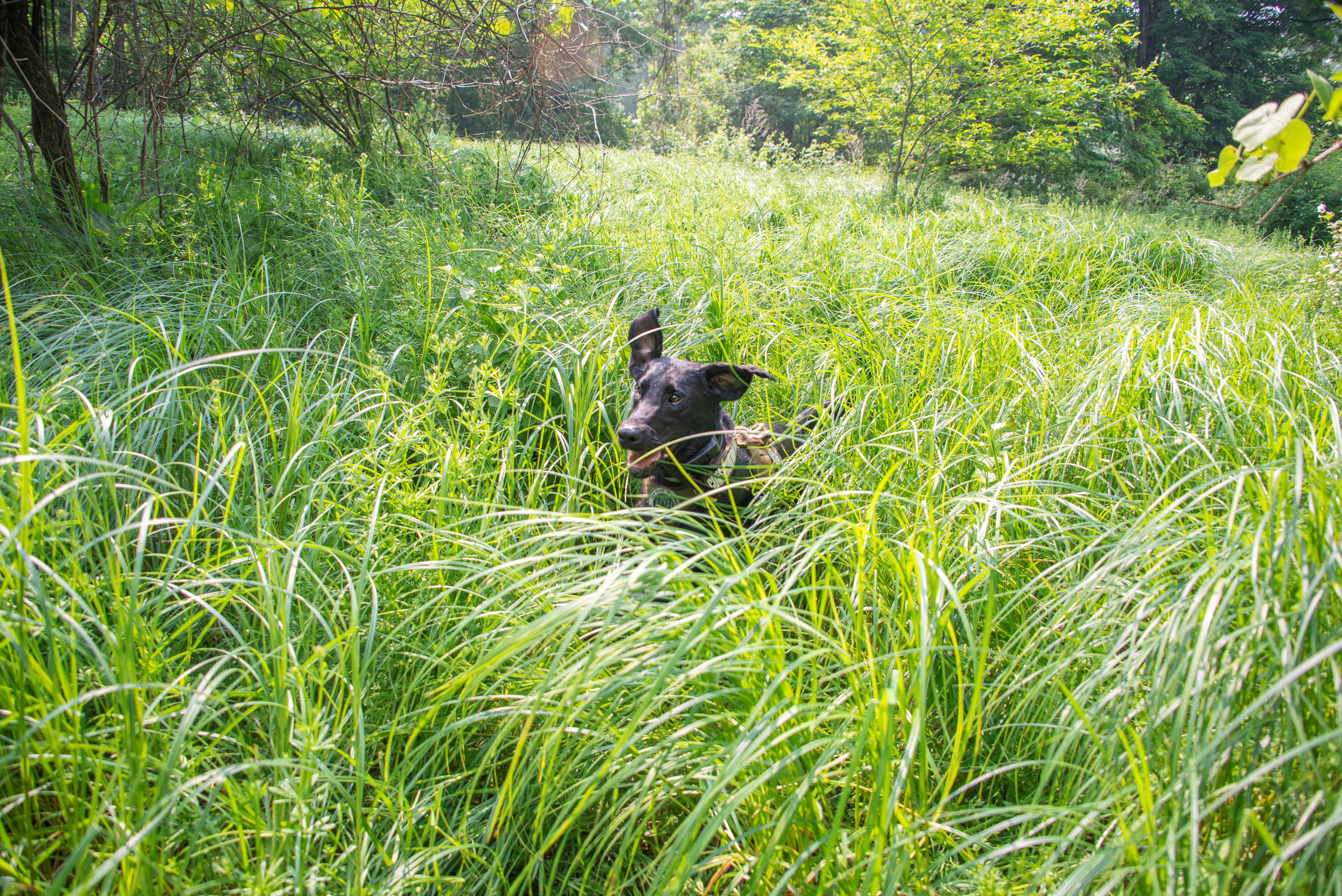 conservation dog peat searching for native turtles