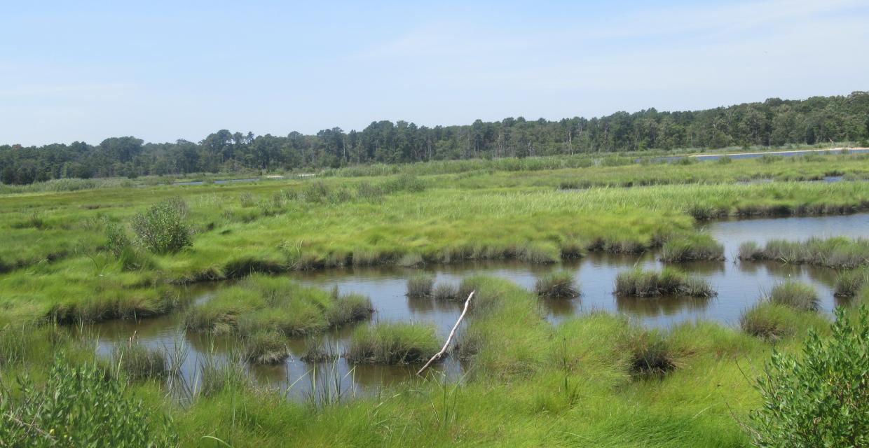 Salt marshes in Cattus Island County Park - Photo by Daniel Chazin